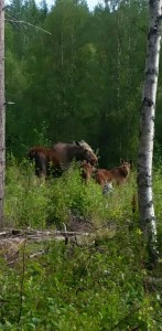 20140815_080141_360737-1-1